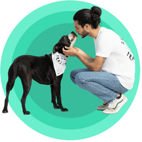 Zen dog training
